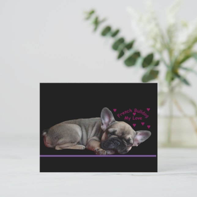 Cartão Postal Französische Bulldogge  (Em pé/Frente)