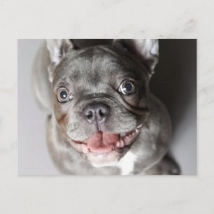 Cartão Postal Französische Bulldogge