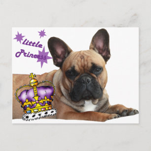 Cartão Postal Französische Bulldogge Karte