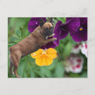 Cartão Postal Französische Bulldogge Postkarte