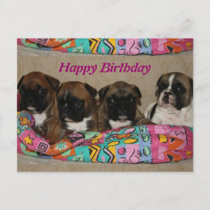 Cartão Postal Französische Bulldoggen Postkarte