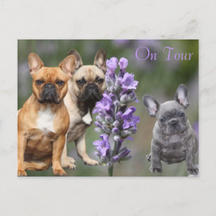 Cartão Postal Französische Bulldoggen Postkarte