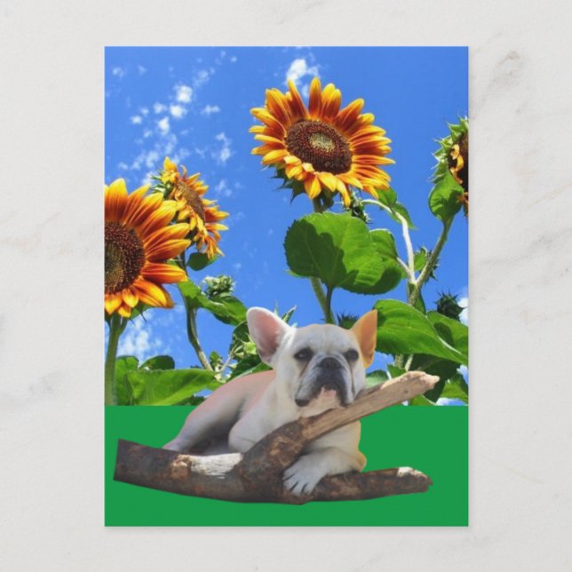 Cartão Postal Französische Bulldoggen Sonnenblume French Bulldog (Frente)