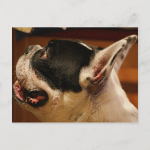 Cartão Postal french-bulldog.png