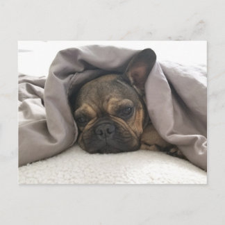 CARTÃO POSTAL FRENCH BULLDOG RESTING RELAXING POSTCROSSING