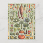 Cartão Postal French Guide To The Garden<br><div class="desc">A modified vintage botany print from a French guide to garden vegetables</div>