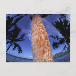 Cartão Postal French Polynesia, Bora Bora, Palm trees