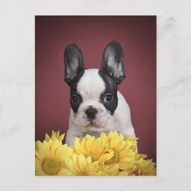 Cartão Postal Frenchie - French bulldog puppy (Frente)