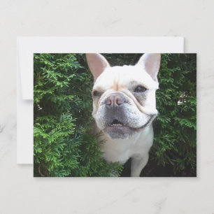 Cartão Postal Frenchy on Patrol