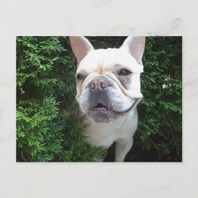 Cartão Postal Frenchy on Patrol (Frente)