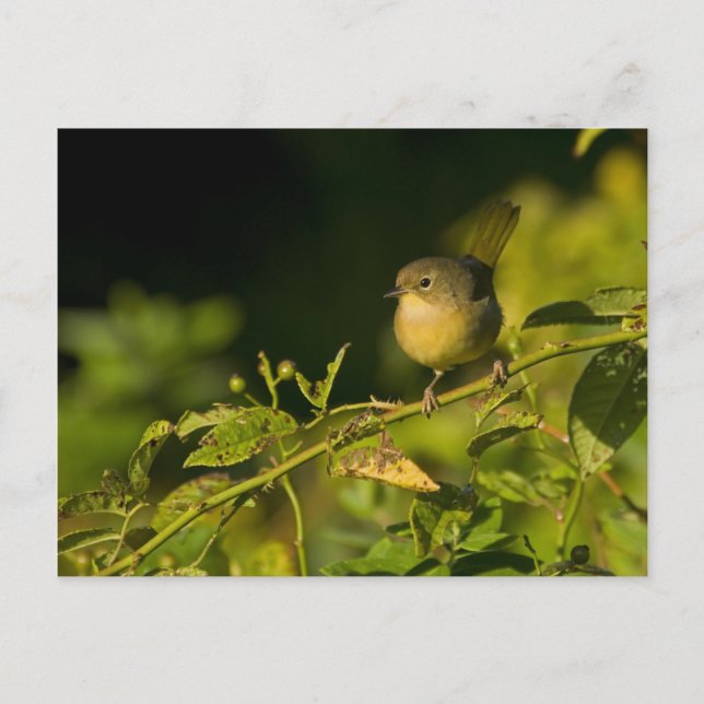 Cartão postal Frequente (Frente)