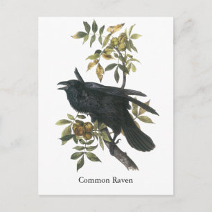 Cartão Postal Frequentes Raven, John audubon