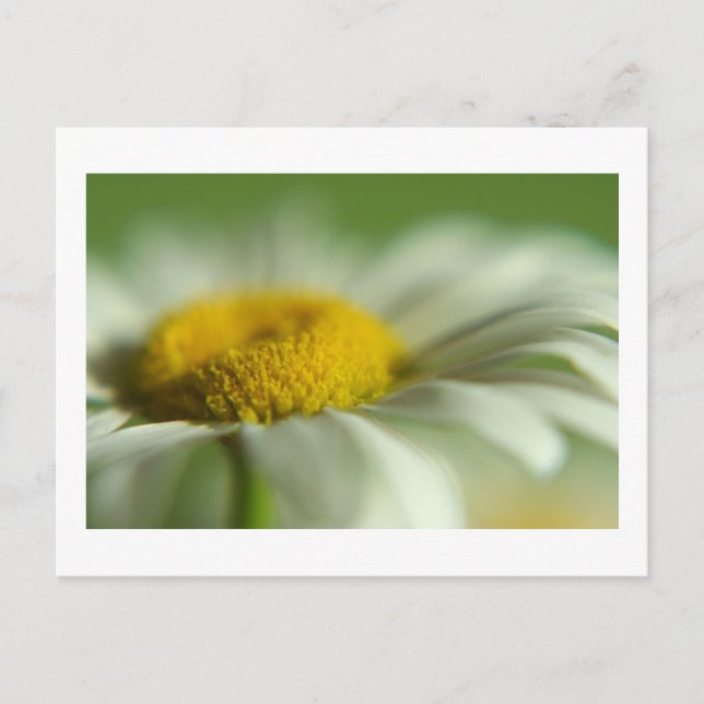 Cartão Postal Fresca Daisy (Frente)
