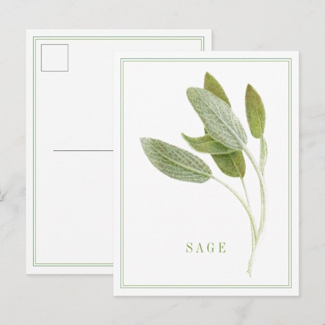 Cartão postal FRESH SAGE (Frente/Verso)