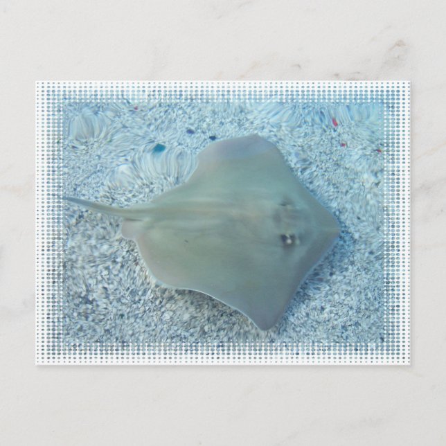 Cartão Postal Fresh Water Stingray Postcard (Frente)