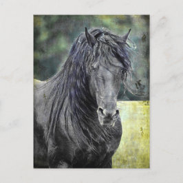 Cartão Postal Frésio Stallion