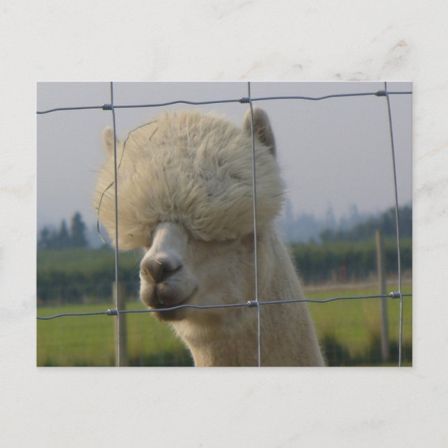 Cartão Postal Friendly alpaca postcard (Frente)