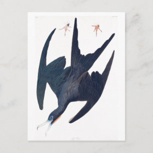 Cartão Postal Frigate Penguin