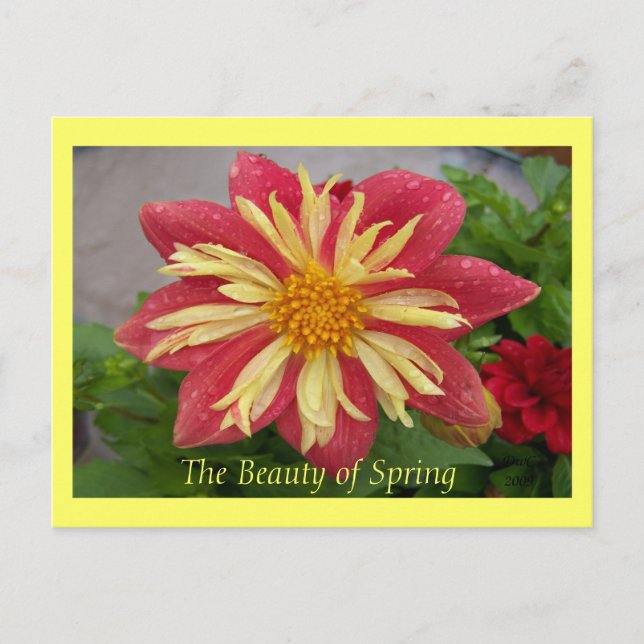 Cartão postal Frilly Dahlia (Frente)