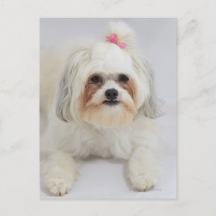 Cartão Postal frise de bichon com um arco rosa no cabelo