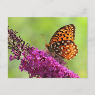 Cartão Postal Fritillary World - Borboleta