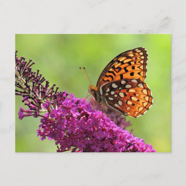 Cartão Postal Fritillary World - Borboleta (Frente)