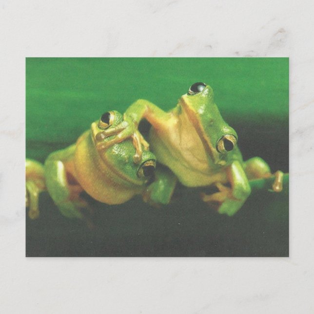 Cartão Postal Frog Brothers Postcard (Frente)