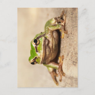 CARTÃO POSTAL FROSCH