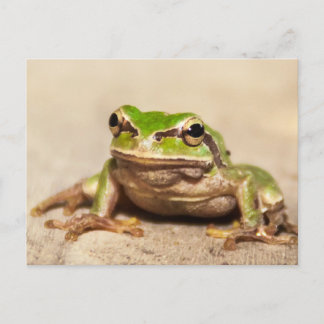 CARTÃO POSTAL FROSCH