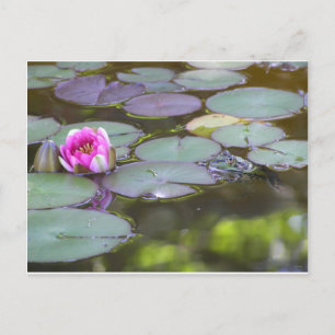 Cartão Postal Frosch mit Seerose