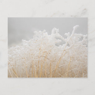 Cartão Postal Frosted Winter Grasses