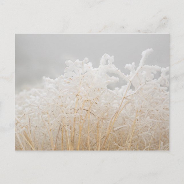 Cartão Postal Frosted Winter Grasses (Frente)