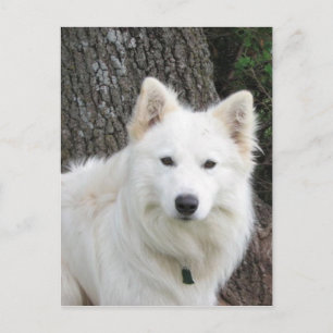 Cartão Postal Frosty