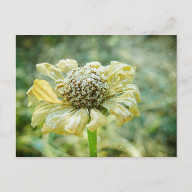 Cartão Postal Frosty Zinna (Frente)