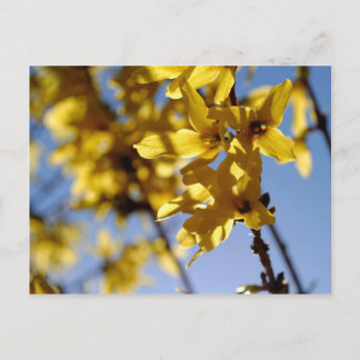 Cartão Postal Frühlingsbote