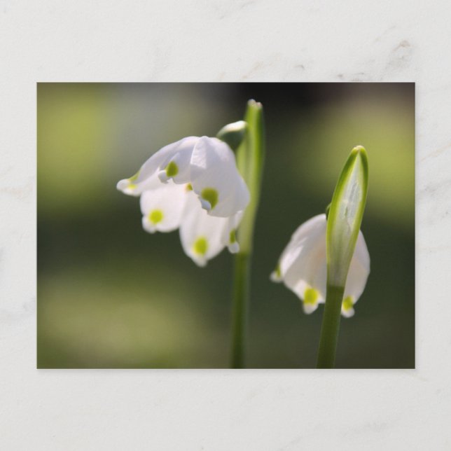 Cartão Postal Frühlingsboten bringen Glück em den Briefkasten (Frente)