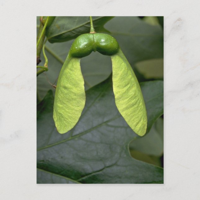 Cartão Postal Fruta (acer saccharum) (Frente)