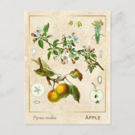 Cartão Postal Fruta Botânica da Vintage Medicinal Plant Apple