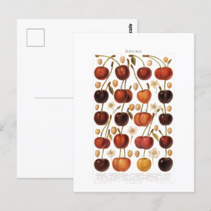 Cartão Postal Fruta Cereja Gravura Alemã Vintage 1800