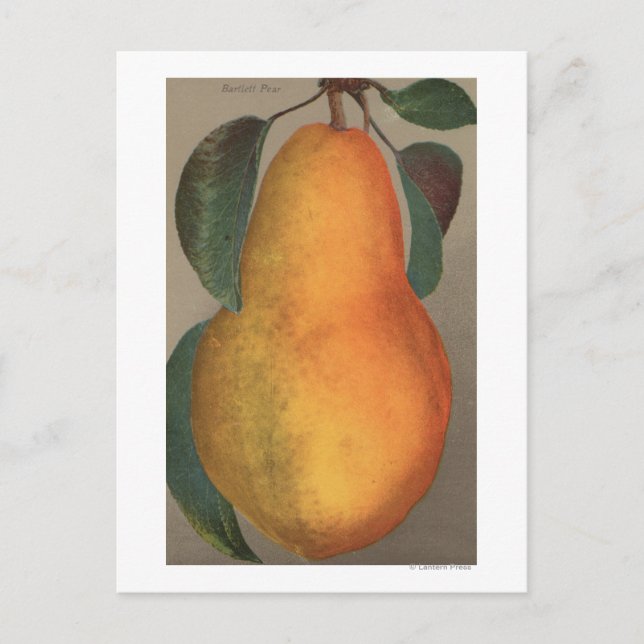 Cartão Postal Fruta Cromo Lithógrafo de Bartlett Pear (Frente)