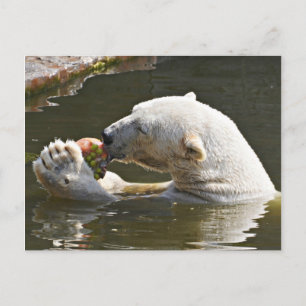 Cartão Postal Fruta De Comida De Urso Polar Na Água