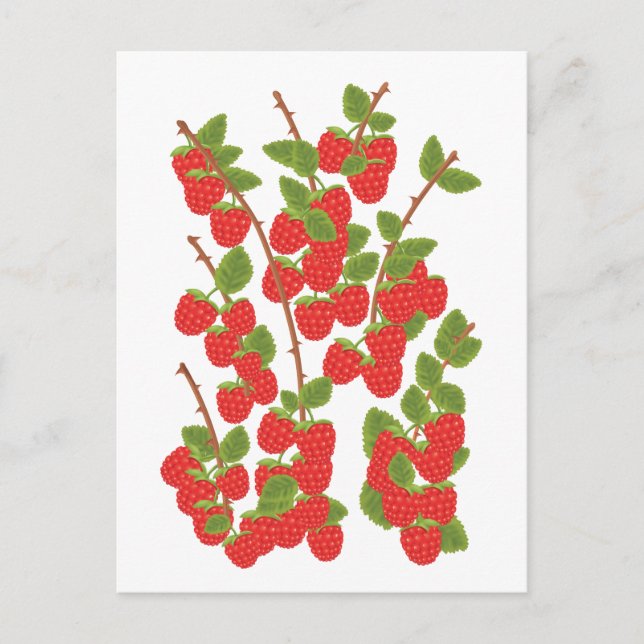 Cartão Postal Fruta de framboesa (Frente)