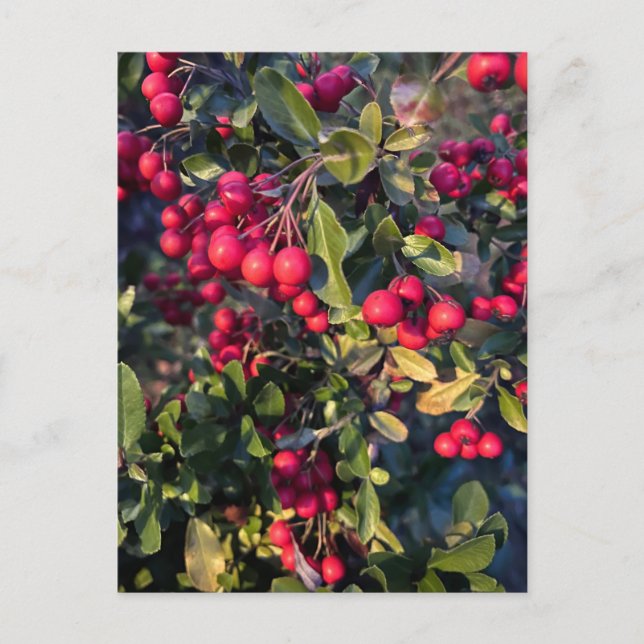 Cartão Postal Fruta de outono (Frente)