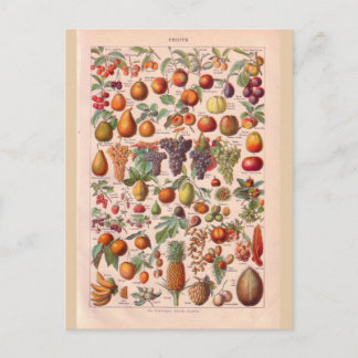 Cartão Postal Fruta histórica Vintage