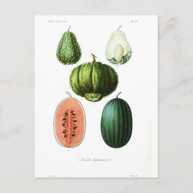 Cartão Postal Fruta Vintage Melon Botânico (Frente)