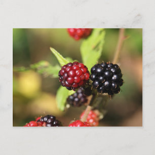 Cartão Postal Frutas de amora vermelha e preta.