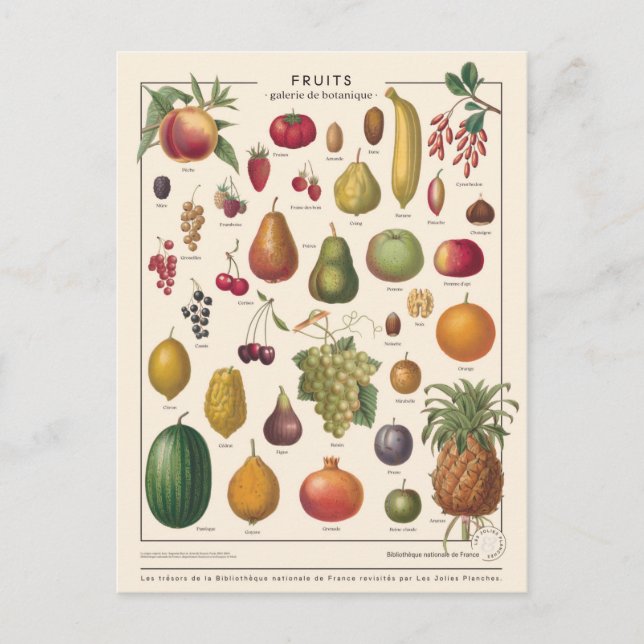 Cartão Postal Frutas de Ilustração (Frente)
