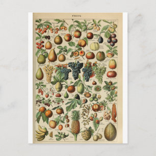 Cartão Postal Frutas do dicionário de ilustração