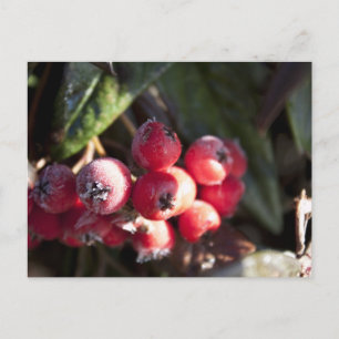 Cartão Postal frutas vermelhas de inverno, arbusto sempre verde,