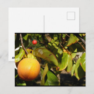 Cartão Postal Fruto de Caqui na Árvore